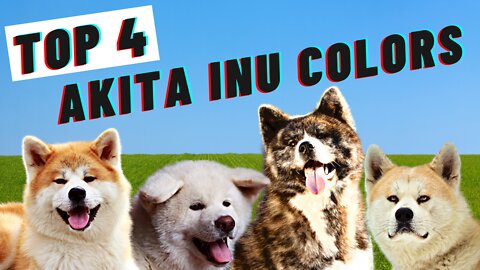 Top 4 Different Japanese Akita Colors (The Best Japanese Dog)
