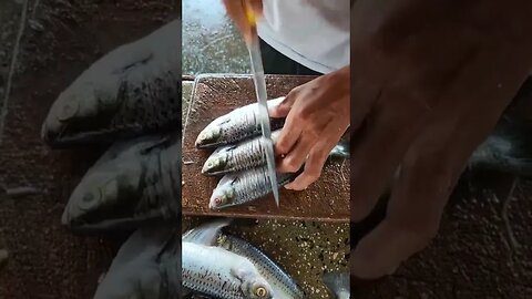 Ticando sardinha na Amazonia