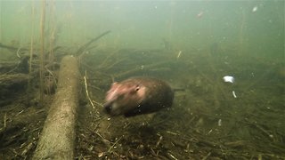 Camera hidden at beaver lodge records incredible unknown footage