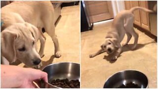 Cãozinho odeia a taça de comida