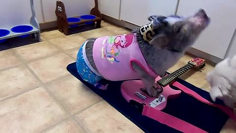 Pig in pajamas plays the guitar
