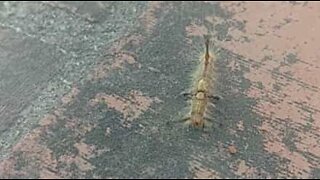 This terrifyingly-looking caterpillar has horns