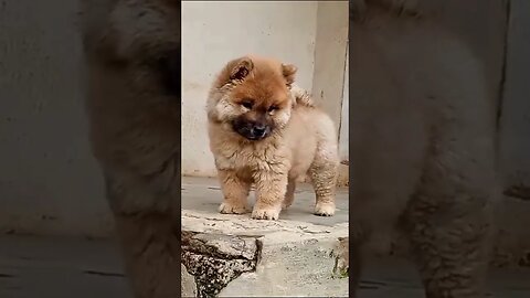 cute chow chow puppies #shorts #chowchow #puppies #doglover
