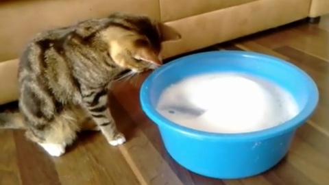 Cautious cat inspects shampoo bubbles, not totally sold