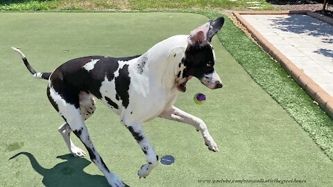 Happy Great Dane Has Fun Catching And Fetching His Tennis Ball