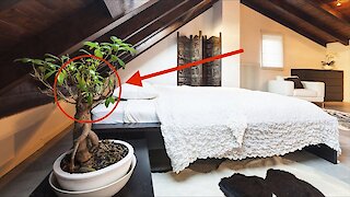 Put These 10 Air-Purifying Plants Next To Your Bed For Better Sleep