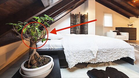 Put These 10 Air-Purifying Plants Next To Your Bed For Better Sleep