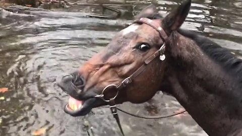 Horse Smiles And Farts After Playing In Water