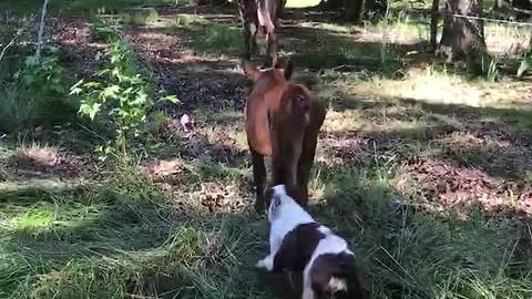 Puppy's first attempt at herding dairy cows