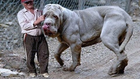 Top 20 Largest Dogs in the World 2022
