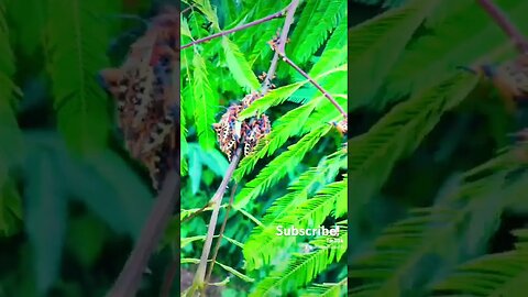 Insanely Colorful Beetles, Amazon Rainforest