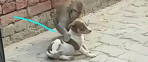 Dog and monkey frindsip
