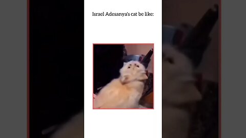 Israel Adesanya's cat be like | UFC | MMA | Sean Strickland | Memes | #shorts