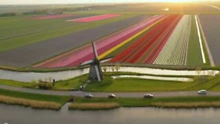 Drone captures beautiful Tulip field in Holland