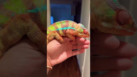 My Chameleon CHANGES Colors! 🤩🦎