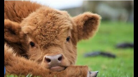 Cows Go Moo (Baby Edition) - CUTEST Compilation