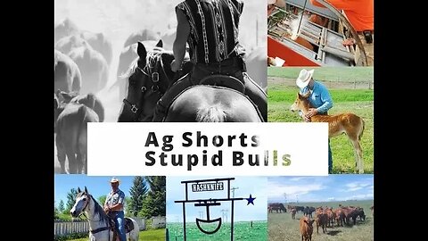 Stupid Bulls! - Ag Shorts