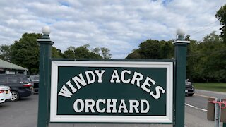 Pumpkin Picking 🎃 Windy Acres Farm Long Island Calverton NY USA Halloween autumn season 2021