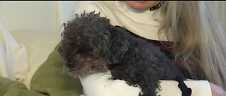 TRENDING: Pet poodle safe 28 hours after taken by hawk