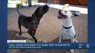 PACC takes in pets during Bighorn Fire evacuations