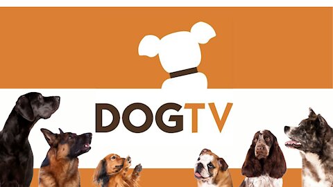 DOGTV - GREAT APP THAT DEALS WITH EVERYTHING RELATED TO DOGS! (FOR ANY DEVICE) - 2023 GUIDE