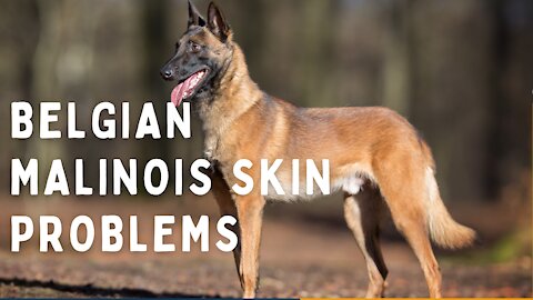 Belgian Malinois Skin Problems