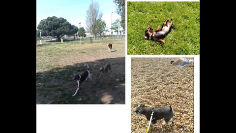 Dog Park, Back From Hols & Sunbathers 🏖