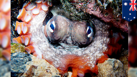 Octopus city: ‘Octlantis’ found off Australian coast - TomoNews