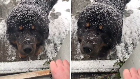 Huge Tibetan Mastiff incredibly does not like the snow