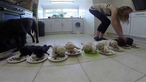 Labrador Puppies weaning for the first time