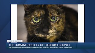 Callie the cat is up for adoption at the Humane Society of Harford County