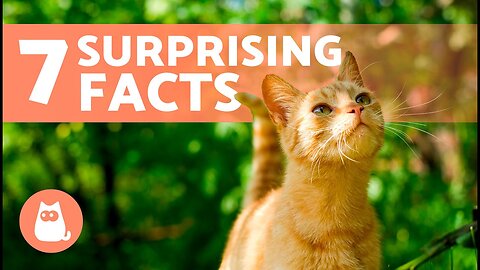 🧡 7 Facts You Didn't Know About Orange Cats 🐱