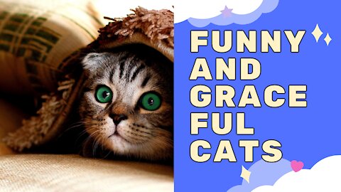 Meet the most graceful and funny Cats