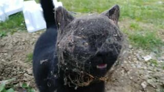 Cat is caught by spider web