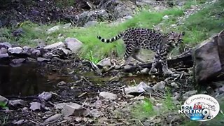 Video of ocelot in Arizona