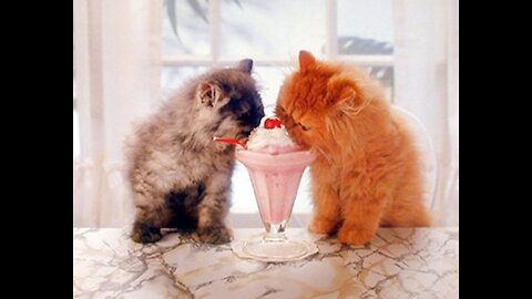 funny cat eating ice cream