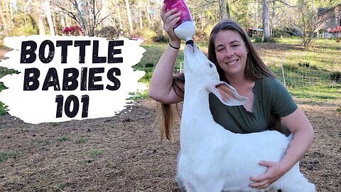 How To Raise Bottle Baby Goats & Lambs For Beginners