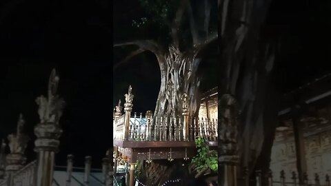 Bodhi tree #bodhitree #shortvideo