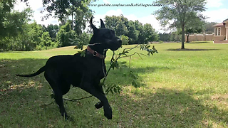 Joyful Adopted Great Dane Plays With Her First Stick