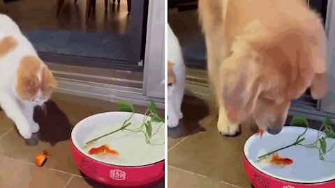 The dog saves the fish from the cat's claws