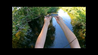 Brook Fishing for Trout