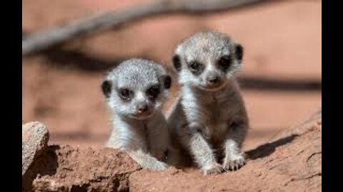 Baby Meerkats Find Their Feet , cute meerkats