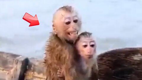 A strong mother tries to protect her little monkey from a bad dog