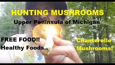 Hunting For Chanterelle Mushrooms In Upper Michigan! #chanterelles #mushrooms | Jason Asselin