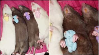 Ratinhos dormem abraçados a ursinhos de pelúcia