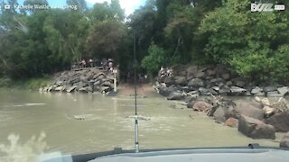 Des crocodiles envahissent une route inondée en Australie