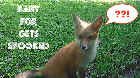 Baby Fox Gets Spooked