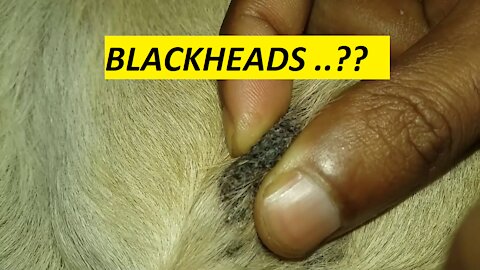 Blackhead removal video from a Dog's Elbow
