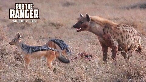 Hyena And Jackals Compete For A Gazelle Meal | Maasai Mara Safari | Zebra Plains