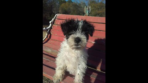 Playing Miniature Schnauzer puppies